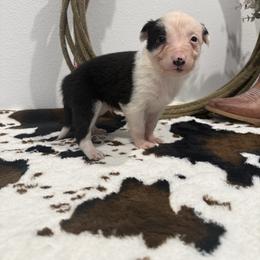 George - Black and white male Border Collie puppy in Washburn, Missouri from BS Farms