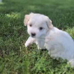Havanese, Havapoo, and Poodle Puppies from Parlor Pups