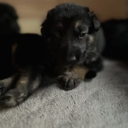 German Shepherd Puppies from Gems German Shepherd Dog Puppies