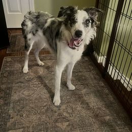 Border Collie puppies from Hoffman Forest Acres LLC