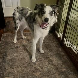 Border Collie puppies from Hoffman Forest Acres LLC