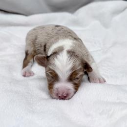 Cedar - Red merle male Miniature Australian Shepherd puppy in Bly, Oregon from Apacheblus Toy Aussies