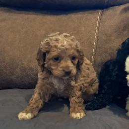 Aussiedoodle and Cockapoo Puppies from Ouachita River Cockapoos