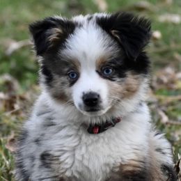 Toy Australian Shepherds from Cross Bar