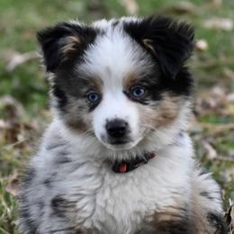 Toy Australian Shepherds from Cross Bar