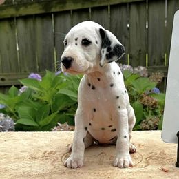 Snow,  Yellow collar - White and lemon female Dalmatian puppy in Decatur, Alabama from Hollytree Dalmatians