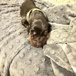Adele - Black and rust female Doberman Pinscher puppy in Boyd, Texas from Team Feem Breeders