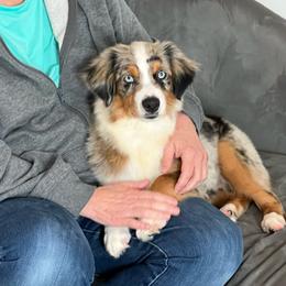 Bentley - Blue merle male Toy Australian Shepherd puppy in Georgetown, Texas from Minikin Manor