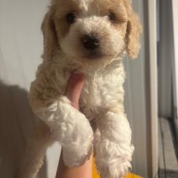 Lady - Yellow and white female Bernedoodle puppy in Beauty, Kentucky from The Doodle Pad