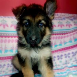 Sarah Pink Collar - Black and red female German Shepherd puppy in Bedias, Texas from TiPi S Ranch's German Shepherds