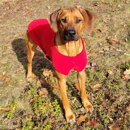 Rhodesian Ridgeback Puppies from Supernova Ridgebacks