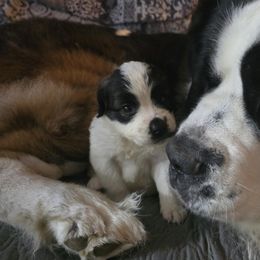 Saint Berdoodles and Saint Bernards from PNW Saint Berdoodles