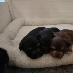 Finnish Lapphund Puppies from Tulikettu Kennel