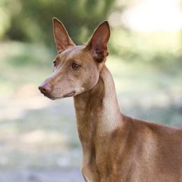 Kaitain - Pharaoh Hound