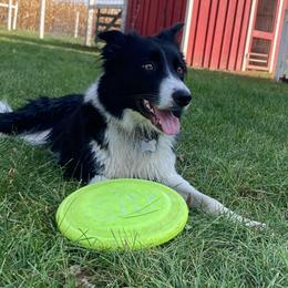 Klem - Border Collie