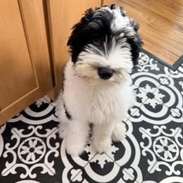 Aussiedoodle puppies from Lenau