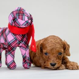 Honey - Red  female Poodle puppy in Weston, Florida from Miami Toy Poodles