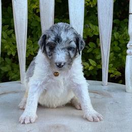 Maie - Parti female Poodle puppy in Chesapeake, Virginia from Doodle-Cove