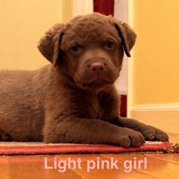 Light pink girl - Light brown female Chesapeake Bay Retriever puppy in Davison, Michigan from Marshpoint Gun Dogs