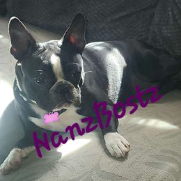 Merci - Boston Terrier