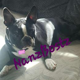 Merci - Boston Terrier