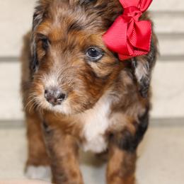 Australian Mountain Doodle, Australian Shepherd, Bernedoodle, Labradoodle, and Poodle Puppies from Island View Poodles & Doodles