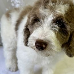 Oahu - Chocolate merle female Bernedoodle puppy in Horseshoe Bend, Idaho from Over the Moon Poodles and Doodles