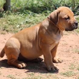Lilac - Brown female Boerboel puppy in Shawnee, Oklahoma from TXT Boerboels