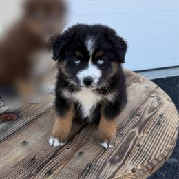 Oreo - Black tri male Miniature Australian Shepherd puppy in Checotah, Oklahoma from Wild Outlaw Aussies