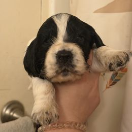 Denali - Black and white male English Springer Spaniel puppy in Huntingdon, Pennsylvania from Indian Creek Springers and Doxies