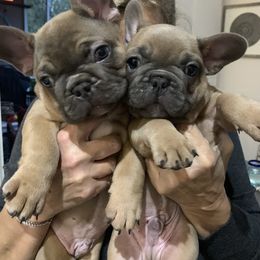 French Bulldog Puppies from Flat Face French Bulldogs