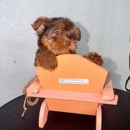Candy boy - Chocolate, tan and white male Yorkshire Terrier puppy in Cape Coral, Florida from Katherine’s Yorkies and Poodles