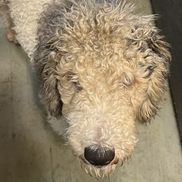 Goldendoodles from Doodle-Cove
