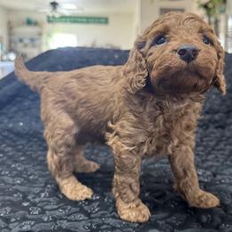 Duke - Red male Cockapoo puppy in Sheridan, Missouri from Shepherdsfold’s Cockapoos