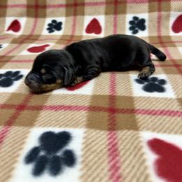 Girl 2 - Black and tan female Dachshund puppy in Laveen, Arizona from Acosta Kennels