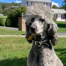 Cavapoos and Poodles from Mumma’s Standard Poodles