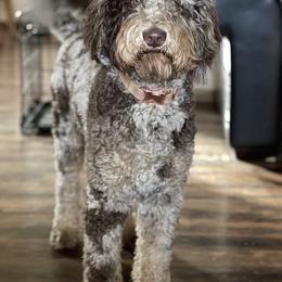 Guava - Bernedoodle