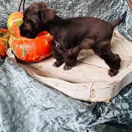 Moose - Liver male Miniature Schnauzer puppy in Moreauville, Louisiana from Bayou Schnauz and Dals