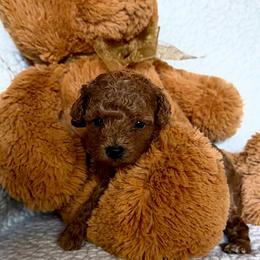Amber - Red  female Poodle puppy in Elkhorn, Nebraska from Orel Toy & Miniature Poodles