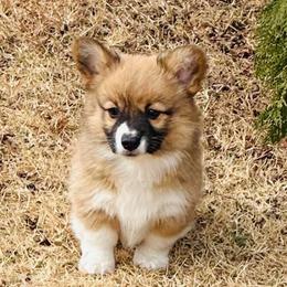 Babs - Sable female Pembroke Welsh Corgi puppy in Cashion, Oklahoma from Shabby Chic Corgis