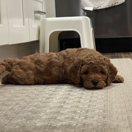 Goldendoodle Puppies from BasilBella’s Doodles
