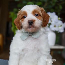 Hive - Parti male Goldendoodle puppy in Salado, Texas from Red Ranch Dogs