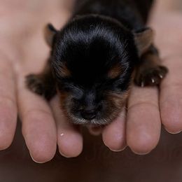 Willow - Black and tan female Yorkshire Terrier puppy in Kingston, Oklahoma from Lake Life