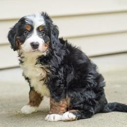 Elko - Tri-color male Bernedoodle puppy in Dundee, Ohio from Down Home Doodle