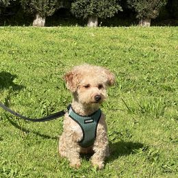 Canelo - Goldendoodle