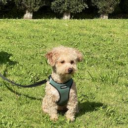 Canelo - Goldendoodle