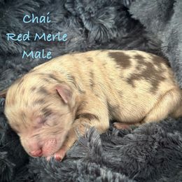 Chai - Red merle male Aussiedoodle puppy in Mulino, Oregon from Korbella Farm