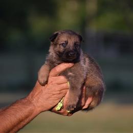 Neon Green - Sable female German Shepherd puppy in Cherryville, North Carolina from Masky Kennel