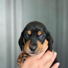 Mount Baker - Black and tan male Dachshund puppy in Bonney Lake, Washington from HP Dachs
