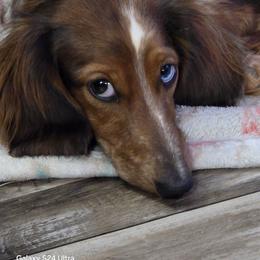 Flutter - Dachshund